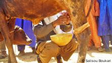 Titel: Niger/Tahoua/Milchprodukte/Nomaden/Kamelen/Vieh/Ziege/Züchten/Melken Schlagworte: Tahoua, Niger, Milchprodukte, Vieh, Kamelen, Ziege, Nomaden Wer hat das Bild gemacht?: Salisou Boukari (DW Korrespondent) Wann wurde das Bild gemacht?: 30.03.2013 Wo wurde das Bild aufgenommen?: Tahoua / Niger Bild 4: Eine Milchkuh beim melken, Tahoua, Niger