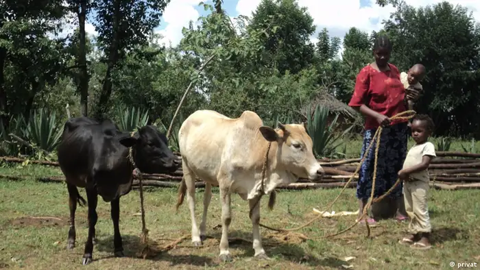 Nchagwa Chacha mit zwei Jungs und zwei Kühen.