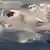 Picture taken last February 24th of the Peruvian scientific ship 'Humboldt' in front of King George Island, Souther Shetlands, Antarctica, 20 March 2013. Peru owns the scientific base Macho Pichu at Almirantazgo bay in King George Island. EFE/Felipe Trueba