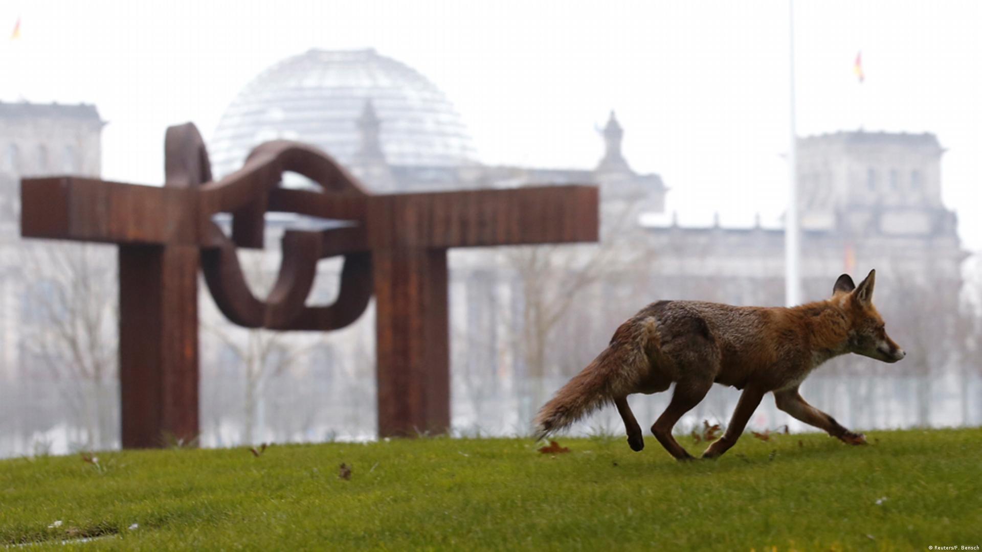 Urban wildlife thrives in Berlin – DW – 07/07/2016