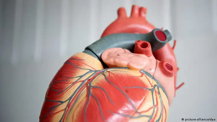 ILLUSTRATION - Das Anatomische Modell von einem menschlichen Herz, aufgenommen am 05.09.2012 in der Medizinischen Hochschule Hannover (MHH). Foto: Emily Wabitsch dpa/lni