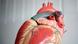 ILLUSTRATION - Das Anatomische Modell von einem menschlichen Herz, aufgenommen am 05.09.2012 in der Medizinischen Hochschule Hannover (MHH). Foto: Emily Wabitsch dpa/lni ILLUSTRATION - Das Anatomische Modell von einem menschlichen Herz, aufgenommen am 05.09.2012 in der Medizinischen Hochschule Hannover (MHH). Foto: Emily Wabitsch dpa/lni