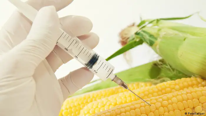 Sweet corn in genetic engineering laboratory, gmo food concept. #43899083 - Sweet corn, genetic engineering © igor