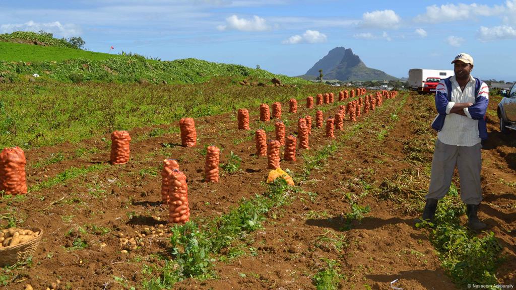 Manure Heals Toxic Fields In Mauritius Environment All Topics From Climate Change To Conservation Dw 24 04 2018 Manure Heals Toxic Fields In Mauritius, Farmers Organic Compost