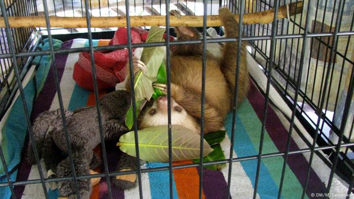 barents night kennel