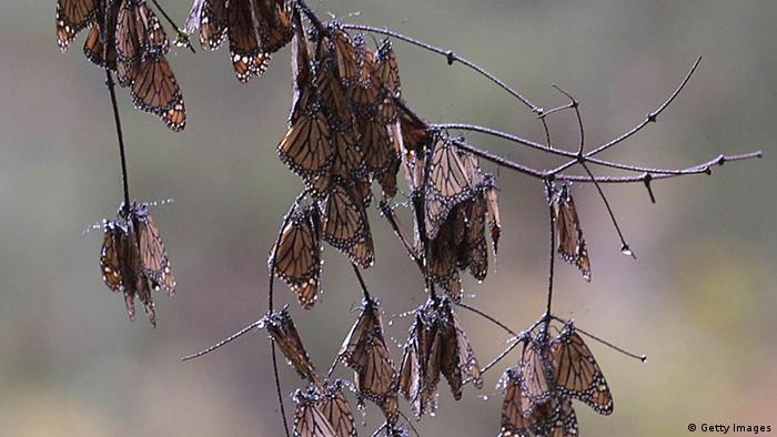 Бабочки на отдыхе