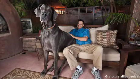 Giant George größter Hund der Welt