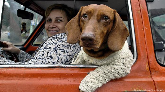 Hund im Pullover
