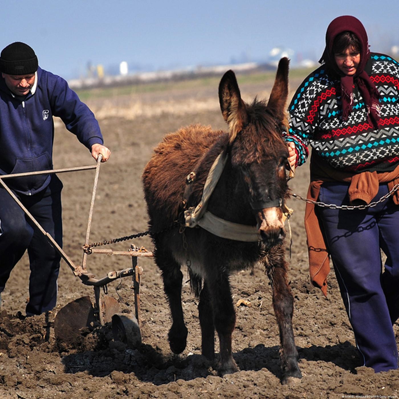 Romania: Small Farmers Feeling the Squeeze