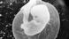 Symbolbild Embryo Fötus Fetus Symbolbild Embryo Fötus Fetus
