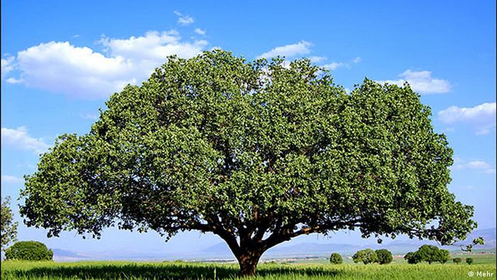 Titel: Tag der Erde Bildbeschreibung: prachtvoller Baum. Stichwörter: Iran, Natur, Umwelt, Baum Quelle: MEHR Lizenz: Frei