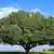 Titel: Tag der Erde Bildbeschreibung: prachtvoller Baum. Stichwörter: Iran, Natur, Umwelt, Baum Quelle: MEHR Lizenz: Frei
