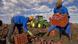 Workers dig up sweet potatoes on a farm near Pretoria, South Africa Workers dig up sweet potatoes on a farm near Pretoria, South Africa