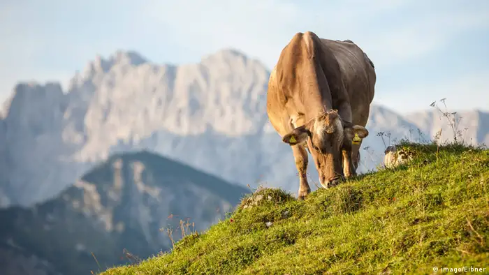 Braunvieh Cow near the Town Walchsee in Tyrol 