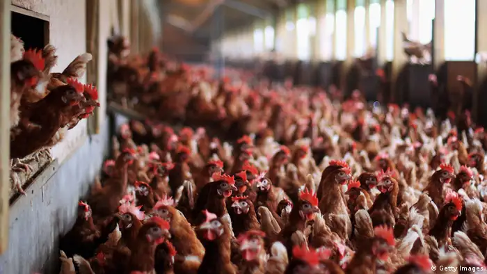 Bildergalerie Gegensätzliche Landwirtschaft in der EU Industrie Hühner