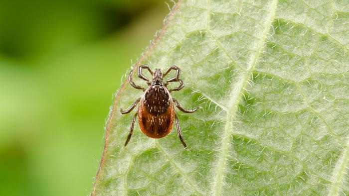 Tick on a leaf