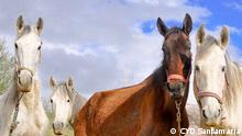 Titel: CYD Santamaría Beschreibung: Bilder von dem spanischen Verein CYD Santamaría (Malaga, Andalusien), der Pferde in Not in Spanien rettet. Zugeliefert am 24.4.2013 durch Lidia Aranda. Copyright: CYD Santamaría