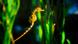 Seahorse, Copyright: picture-alliance/dpa Seahorse, Copyright: picture-alliance/dpa