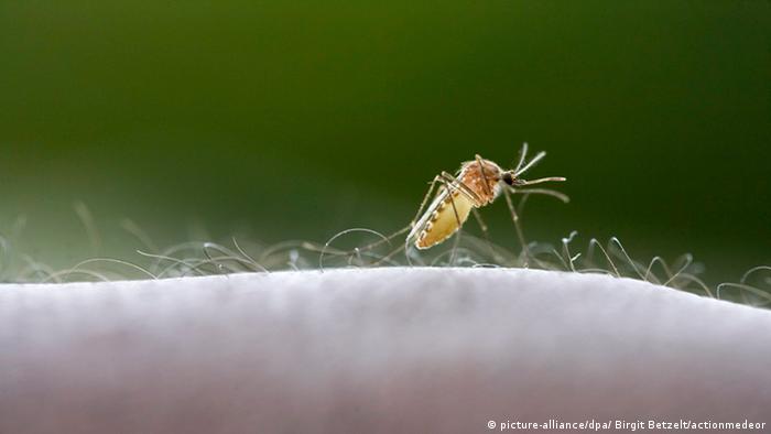 Anopheles Mücke sitzt auf einem Arm