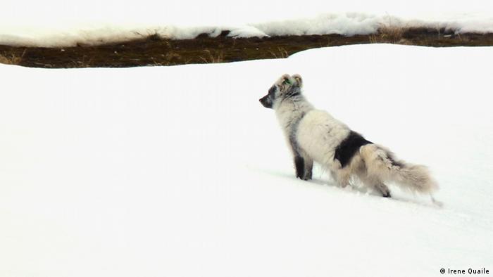 Spitzbergen 2010 (Irene Quaile)