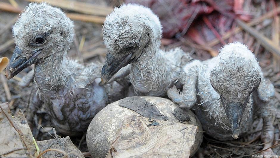 Vogelwanderung Eine Gefahrliche Und Zugleich Erstaunliche Reise Global Ideas Dw 10 05 2016