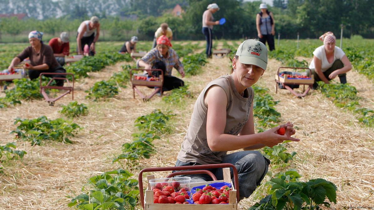 Как живут на заработках. Украинские заробитчане в Польше. Сбор урожая. Украинские гастарбайтеры в Польше. Заробитчане из Украины в Польше