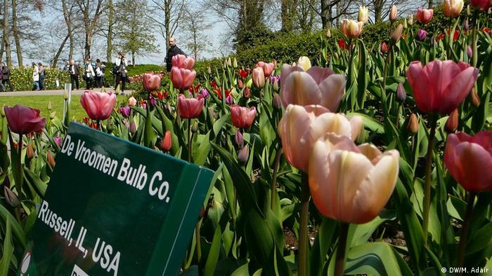 La sorprendente historia de los tulipanes | Cultura | DW 