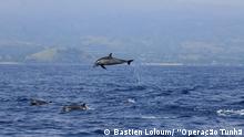 Delfine in Sao Tome und Principe, 2013; Copyrigght: Bastien Loloum/ “Operação Tunhã”***via Madalena Sampaio