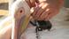A route tracker hangs around a pelican's neck in Israel. Copyright: Yaniv Levy A route tracker hangs around a pelican's neck in Israel. Copyright: Yaniv Levy