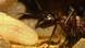 Ants Ants