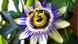 Symbolbild - Passionsblume
