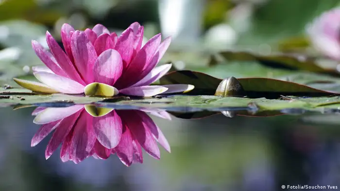Lotusblüte Seerose Teich Lotus Blüte