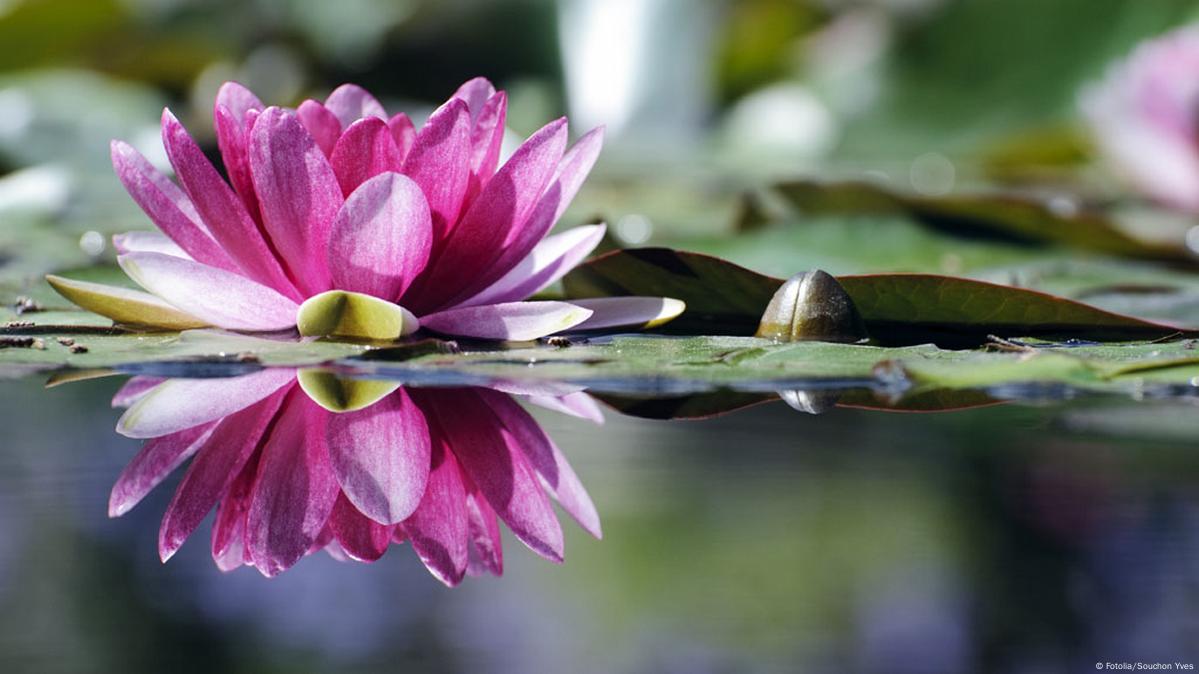 After 10-year gap, Thai lotuses bloom again – DW – 05/22/2017