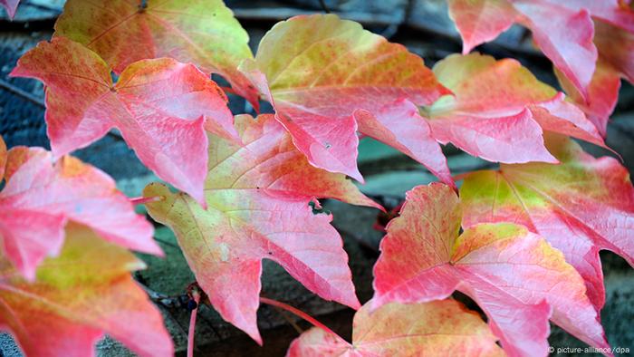 Herbstlich verfärbtes Laub (Foto: Holger Hollemann dpa/lni).
