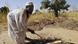 Harvesting in Darfur +++(c) dpa - Bildfunk+++ Harvesting in Darfur +++(c) dpa - Bildfunk+++