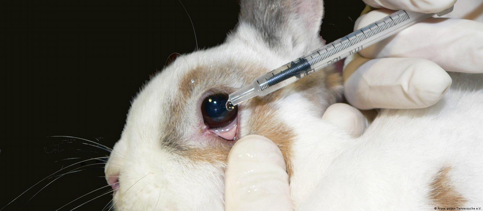 EU bans testing on animals – DW – 07/11/2013