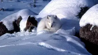 English: Arctic Fox (Alopex lagopus) in snow Date 8 January 2002 Source http://images.fws.gov/default.cfm Author Keith Morehouse Quelle: Wikipedia, gemeinfrei http://commons.wikimedia.org/wiki/File:Alopex_lagopus_coiled_up_in_snow.jpg