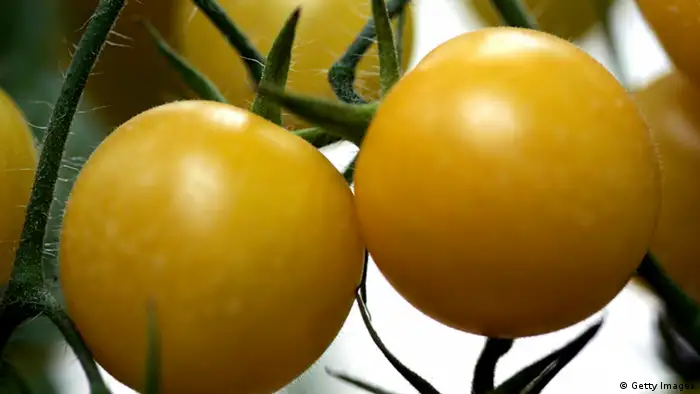 Gentechnisch veränderte Tomaten
