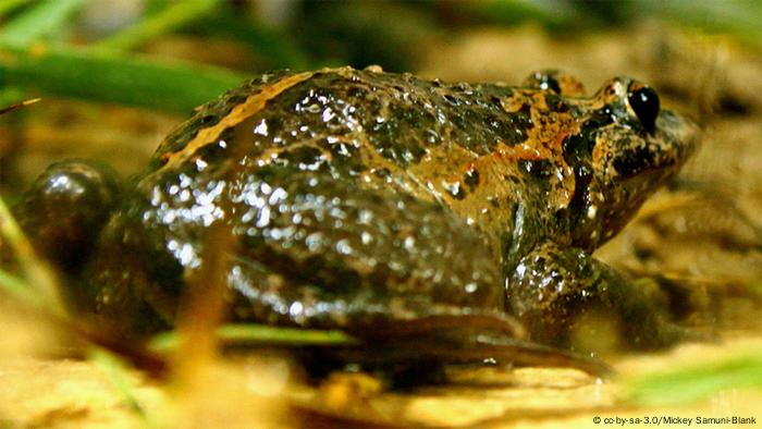 Hula painted frog