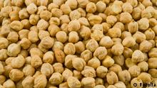 Climate change enables chickpea cultivation in Germany 