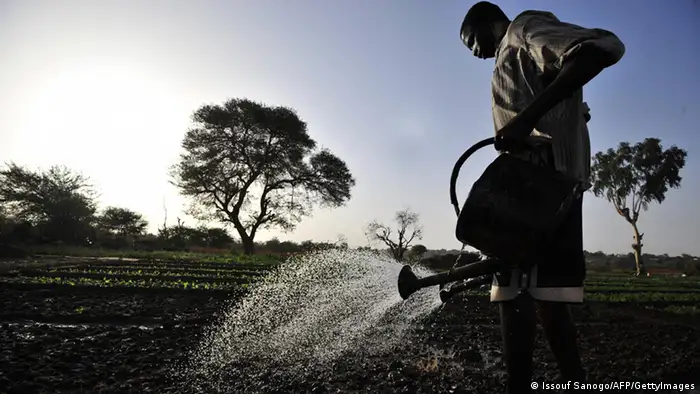 A farmer waters lettuces in a field on the outskirts of Niamey on May 27, 2012. The African nation of Niger is frequently affected by food crises. AFP PHOTO/ ISSOUF SANOGO (Photo credit should read ISSOUF SANOGO/AFP/GettyImages)
