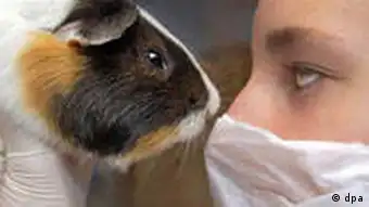 A lab worker face-to-face with a guinea pig