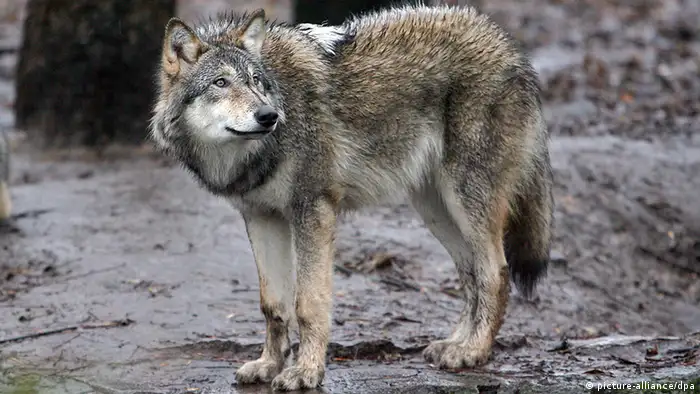 Deutschland Tierpark ein grauer Wolf