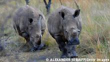 Moçambique e África do Sul juntos contra a caça de rinocerontes