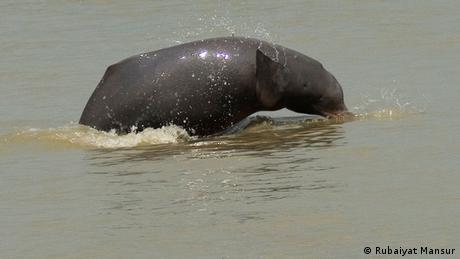 Delphine im Ganges Bangladesch