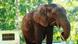 Central African forest elephant Central African forest elephant