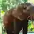 Central African forest elephant
