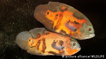 Pfauenaugenbuntbarsch (Astronotus ocellatus). Paar in einem Aquarium | Tiger Oscar (Astronotus ocellatus). Pair of adults in an aquarium