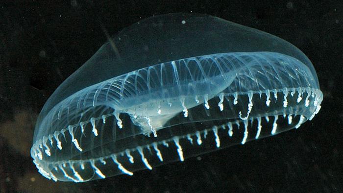 Jellyfish Aequorea Victoria. (Photo: DW Projekt Zukunft/ Sierra Blakeley)