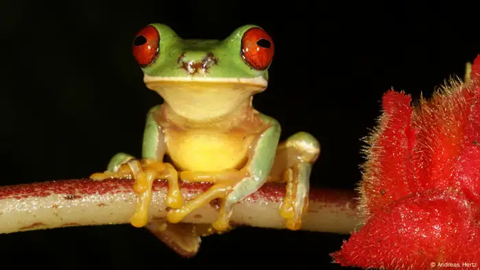 A red-eyed stream frog (Photo: Andreas Hertz)
